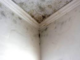 Mold Odor Removal Services in Sneads, FL