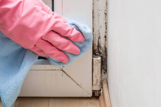 Why You Should Choose Our Mold Remediation Services in Sneads, FL