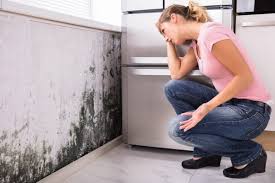 Mold Remediation for Rental Properties in Sneads, FL